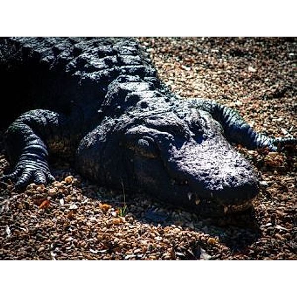 Alligator - 1.000 Teile (Puzzle)