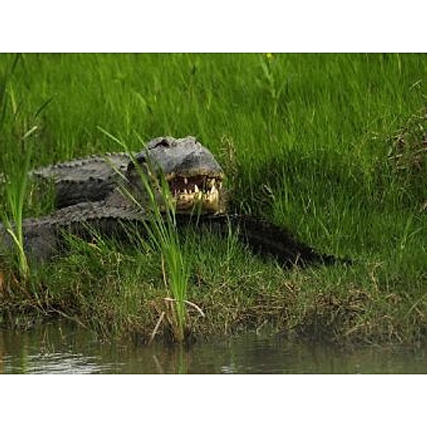 Alligator - 100 Teile (Puzzle)