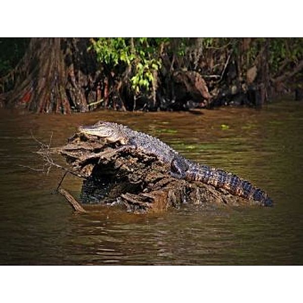 Alligator - 2.000 Teile (Puzzle)