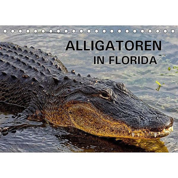 ALLIGATOREN in Florida (Tischkalender 2023 DIN A5 quer), Dieter Wilczek