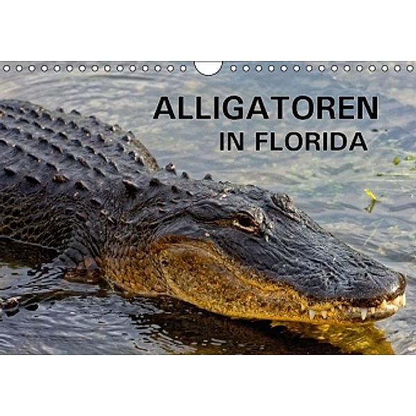 ALLIGATOREN in Florida (Wandkalender 2016 DIN A4 quer), Dieter-M. Wilczek