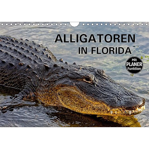 ALLIGATOREN IN FLORIDA (Wandkalender 2021 DIN A4 quer), Dieter-M. Wilczek