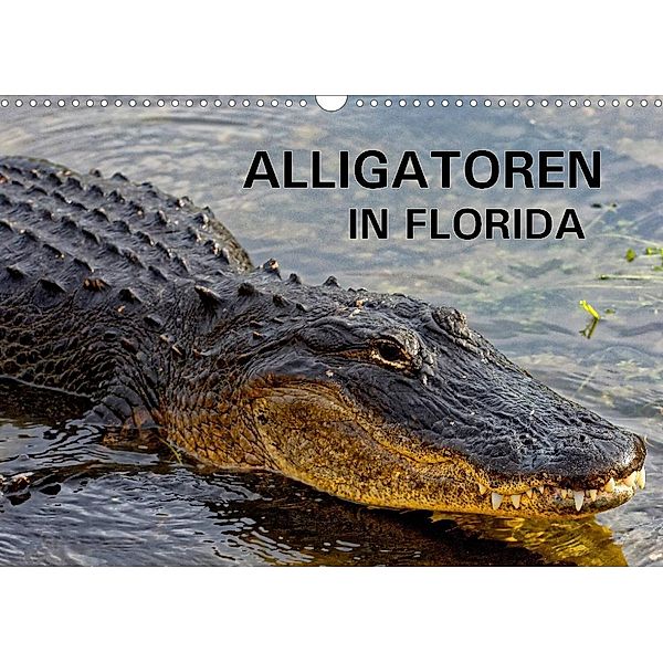 ALLIGATOREN in Florida (Wandkalender 2023 DIN A3 quer), Dieter Wilczek