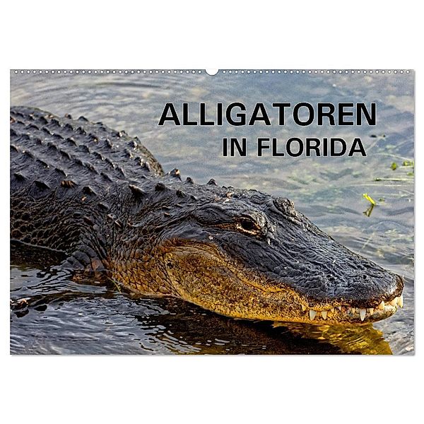 ALLIGATOREN in Florida (Wandkalender 2024 DIN A2 quer), CALVENDO Monatskalender, Dieter Wilczek