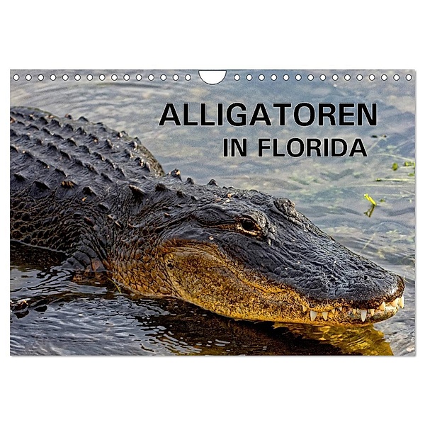 ALLIGATOREN in Florida (Wandkalender 2025 DIN A4 quer), CALVENDO Monatskalender, Calvendo, Dieter Wilczek