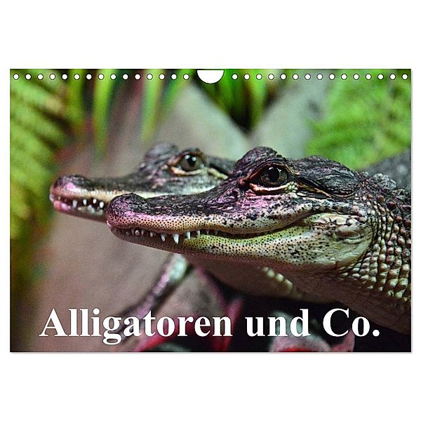 Alligatoren und Co. (Wandkalender 2024 DIN A4 quer), CALVENDO Monatskalender, Elisabeth Stanzer