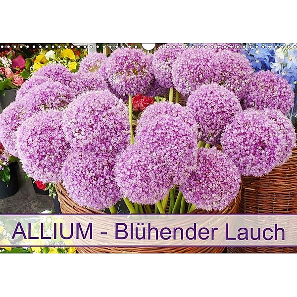 Allium Blühender Lauch (Wandkalender 2021 DIN A3 quer), Gisela Kruse