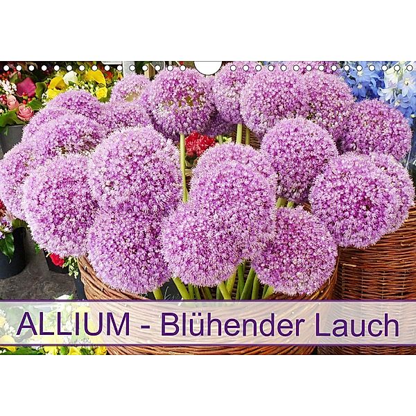 Allium Blühender Lauch (Wandkalender 2021 DIN A4 quer), Gisela Kruse