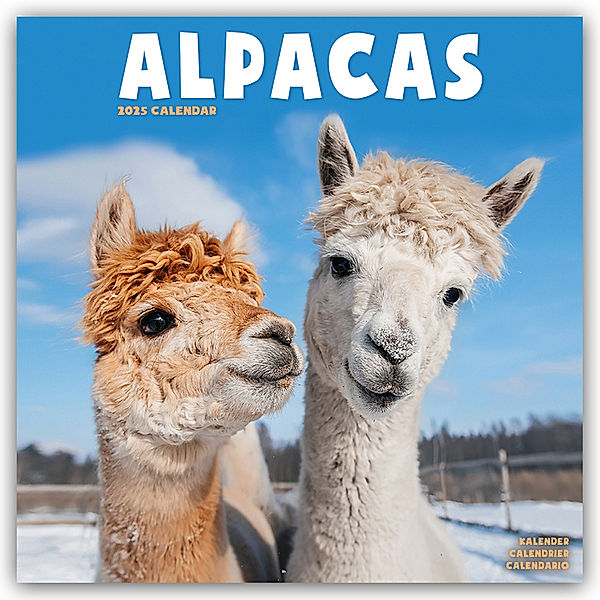 Alpacas - Alpakas 2025 - 16-Monatskalender, Avonside Publishing Ltd