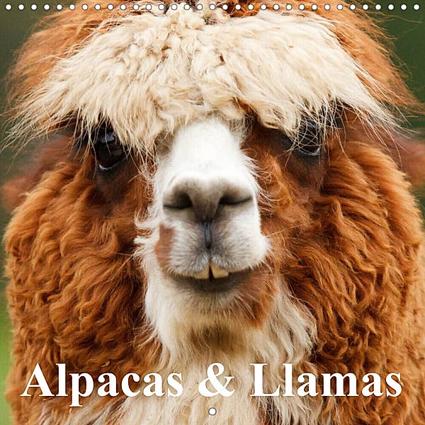 Alpacas & Llamas (Wall Calendar 2023 300 × 300 mm Square), Elisabeth Stanzer