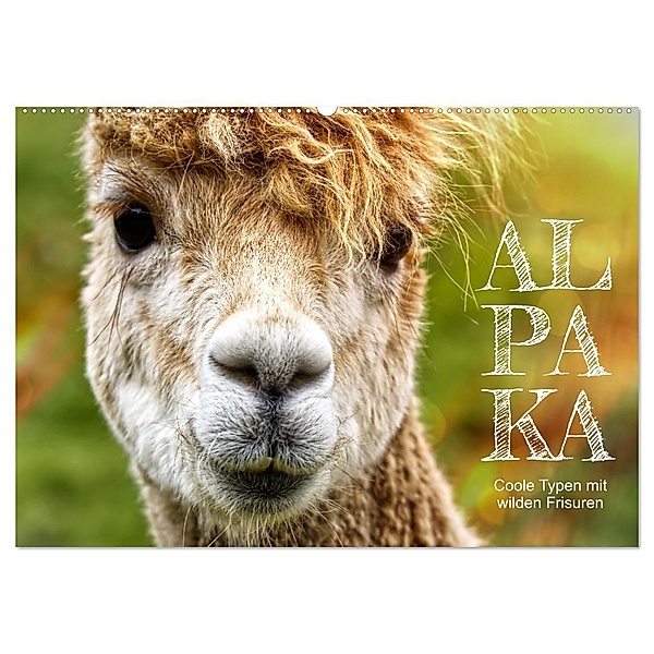 Alpaka, coole Typen mit wilden Frisuren (Wandkalender 2024 DIN A2 quer), CALVENDO Monatskalender, Sabine Löwer