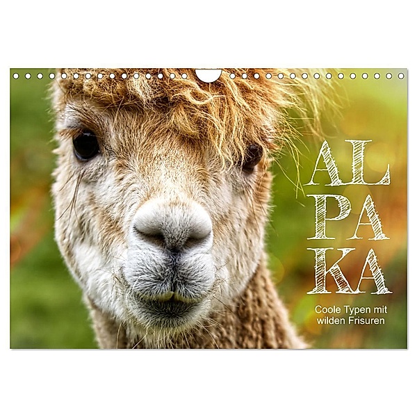 Alpaka, coole Typen mit wilden Frisuren (Wandkalender 2024 DIN A4 quer), CALVENDO Monatskalender, Sabine Löwer