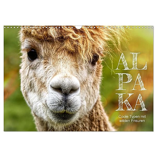 Alpaka, coole Typen mit wilden Frisuren (Wandkalender 2025 DIN A3 quer), CALVENDO Monatskalender, Calvendo, Sabine Löwer