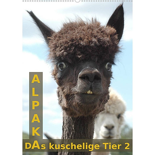 Alpaka, das kuschelige Tier 2 (Wandkalender 2023 DIN A2 hoch), Peter Brömstrup
