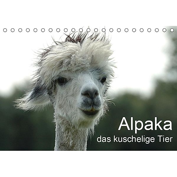 Alpaka, das kuschelige Tier (Tischkalender 2021 DIN A5 quer), Peter Brömstrup