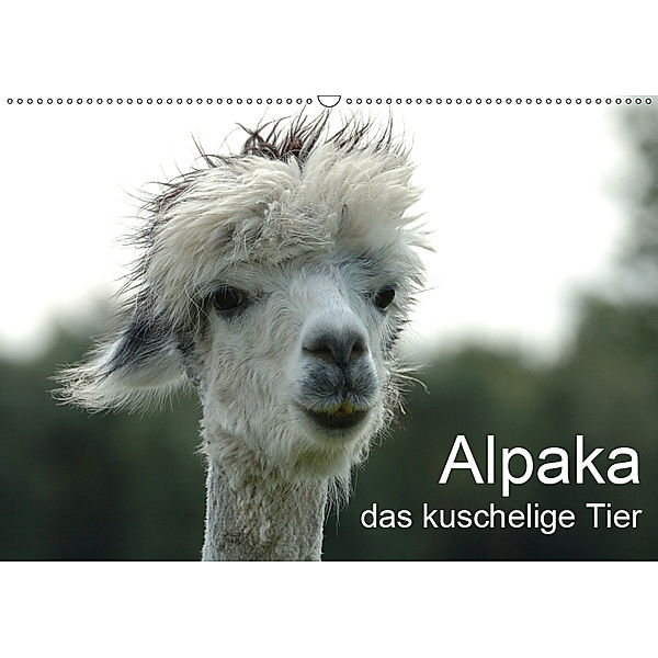 Alpaka, das kuschelige Tier (Wandkalender 2019 DIN A2 quer), Peter Brömstrup