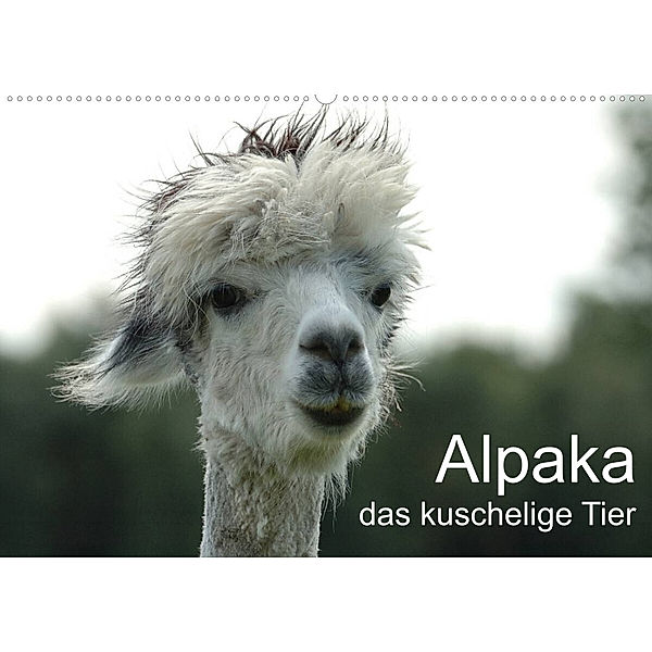 Alpaka, das kuschelige Tier (Wandkalender 2023 DIN A2 quer), Peter Brömstrup