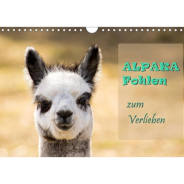 Alpaka Fohlen zum Verlieben (Wandkalender 2020 DIN A4 quer), Bianca Mentil