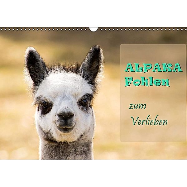 Alpaka Fohlen zum Verlieben (Wandkalender 2021 DIN A3 quer), Bianca Mentil