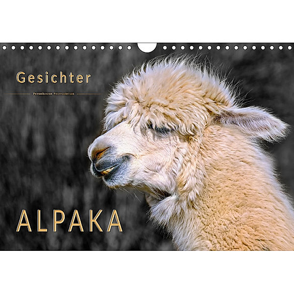 Alpaka Gesichter (Wandkalender 2018 DIN A4 quer), Peter Roder