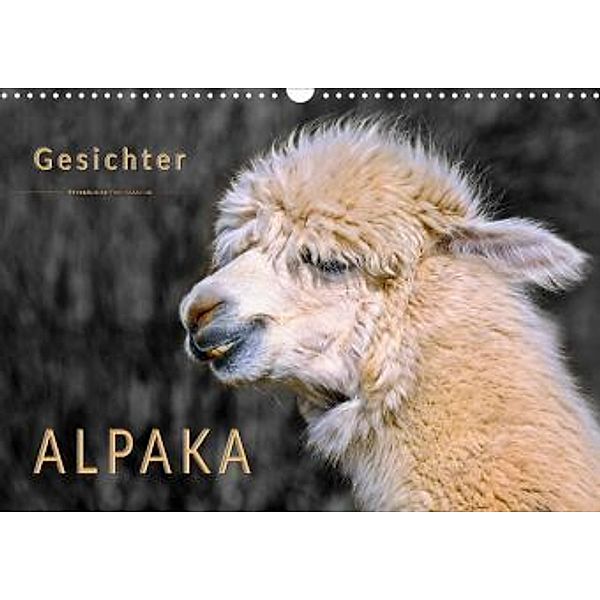 Alpaka Gesichter (Wandkalender 2022 DIN A3 quer), Peter Roder