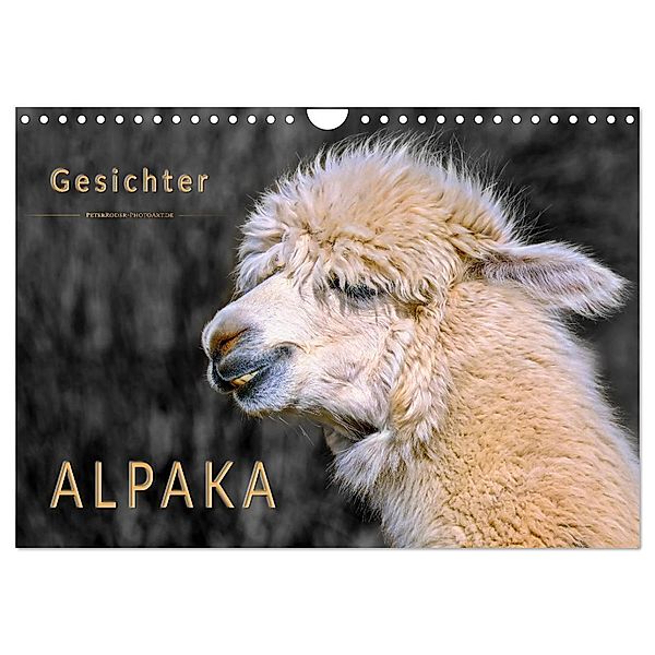 Alpaka Gesichter (Wandkalender 2024 DIN A4 quer), CALVENDO Monatskalender, Peter Roder