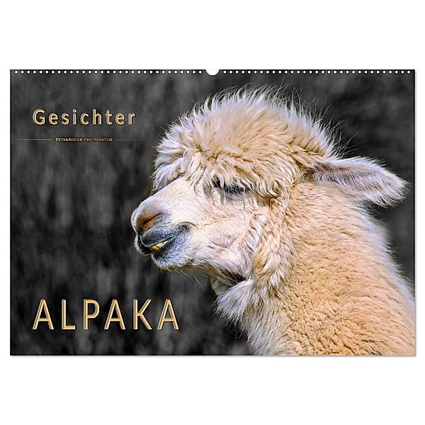 Alpaka Gesichter (Wandkalender 2025 DIN A2 quer), CALVENDO Monatskalender, Calvendo, Peter Roder