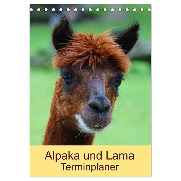 Alpaka und Lama Terminplaner (Tischkalender 2024 DIN A5 hoch), CALVENDO Monatskalender, Kattobello