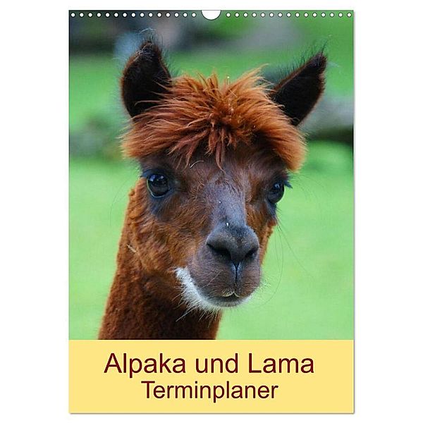 Alpaka und Lama Terminplaner (Wandkalender 2024 DIN A3 hoch), CALVENDO Monatskalender, Kattobello