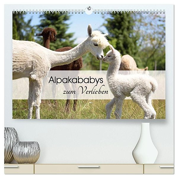 Alpakababys zum Verlieben (hochwertiger Premium Wandkalender 2024 DIN A2 quer), Kunstdruck in Hochglanz, Heidi Rentschler