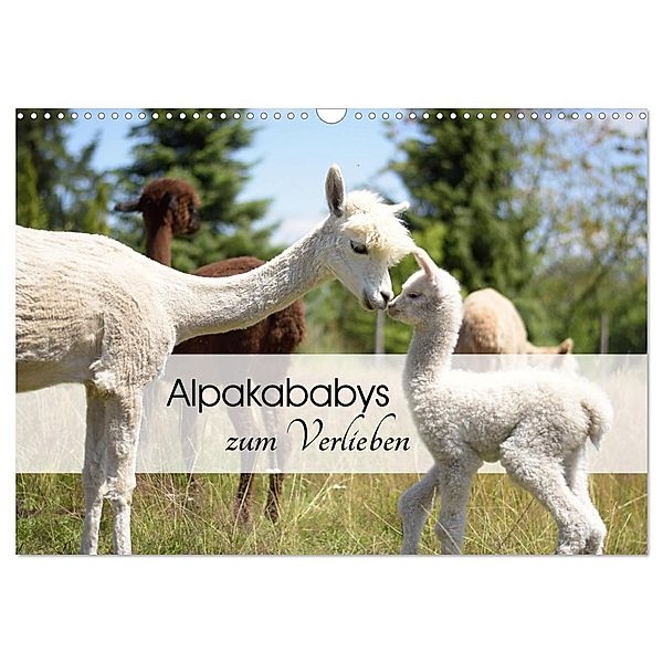 Alpakababys zum Verlieben (Wandkalender 2024 DIN A3 quer), CALVENDO Monatskalender, Heidi Rentschler