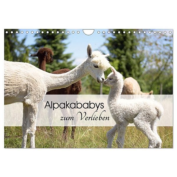 Alpakababys zum Verlieben (Wandkalender 2024 DIN A4 quer), CALVENDO Monatskalender, Heidi Rentschler