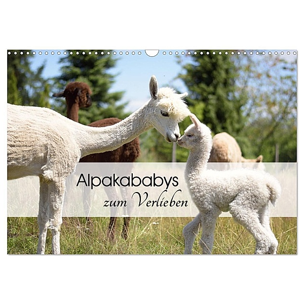Alpakababys zum Verlieben (Wandkalender 2025 DIN A3 quer), CALVENDO Monatskalender, Calvendo, Heidi Rentschler