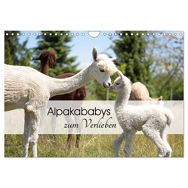 Alpakababys zum Verlieben (Wandkalender 2025 DIN A4 quer), CALVENDO Monatskalender, Calvendo, Heidi Rentschler