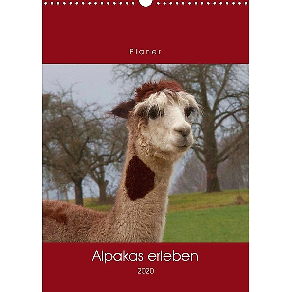 Alpakas erleben (Wandkalender 2020 DIN A3 hoch), Angelika Keller