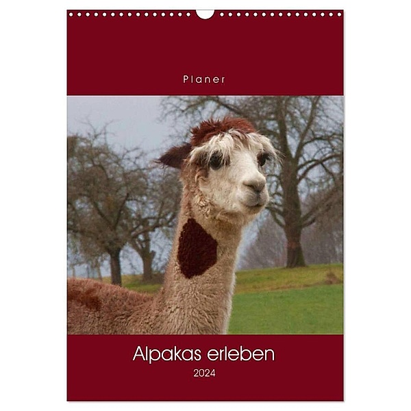 Alpakas erleben (Wandkalender 2024 DIN A3 hoch), CALVENDO Monatskalender, Angelika keller