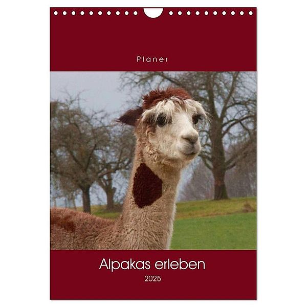 Alpakas erleben (Wandkalender 2025 DIN A4 hoch), CALVENDO Monatskalender, Calvendo, Angelika keller