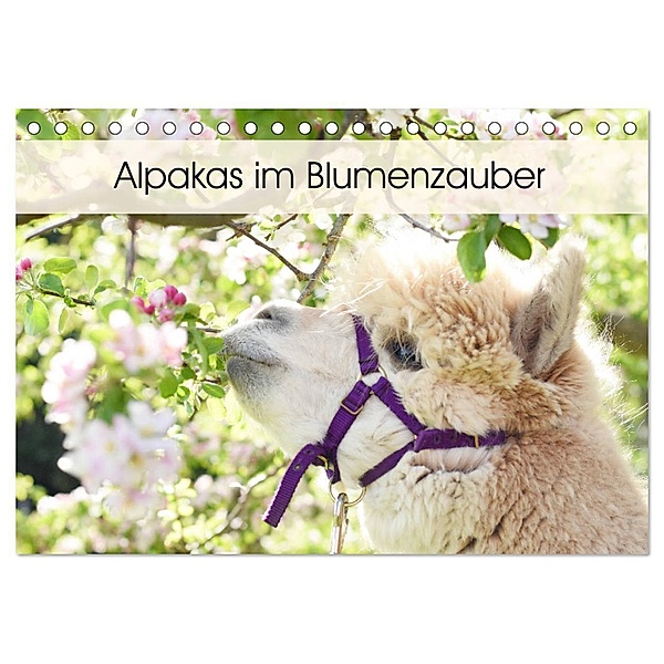 Alpakas im Blumenzauber (Tischkalender 2024 DIN A5 quer), CALVENDO Monatskalender, Heidi Rentschler