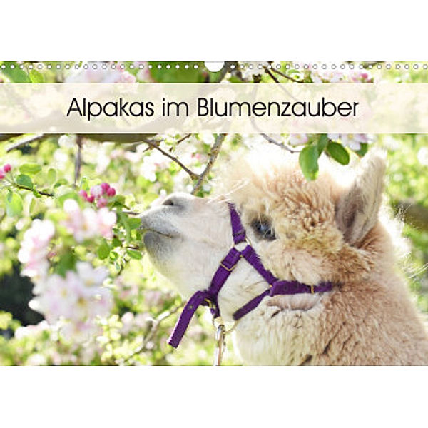Alpakas im Blumenzauber (Wandkalender 2022 DIN A3 quer), Heidi Rentschler