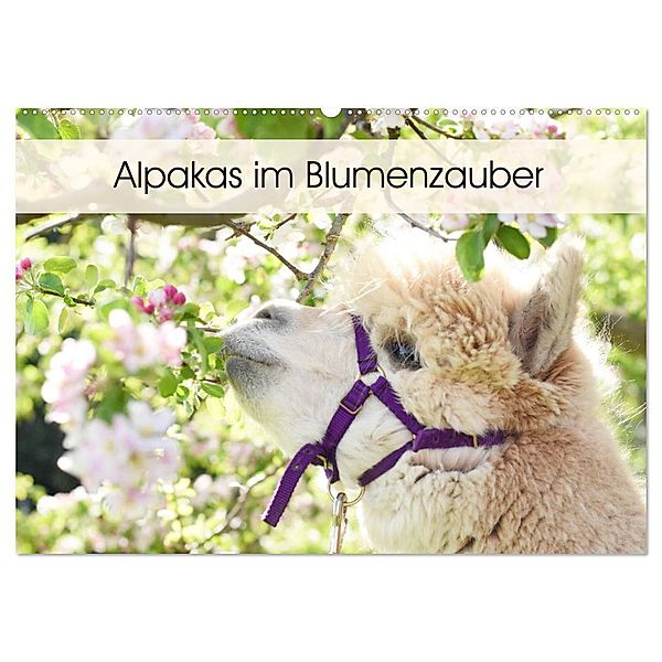 Alpakas im Blumenzauber (Wandkalender 2024 DIN A2 quer), CALVENDO Monatskalender, Heidi Rentschler