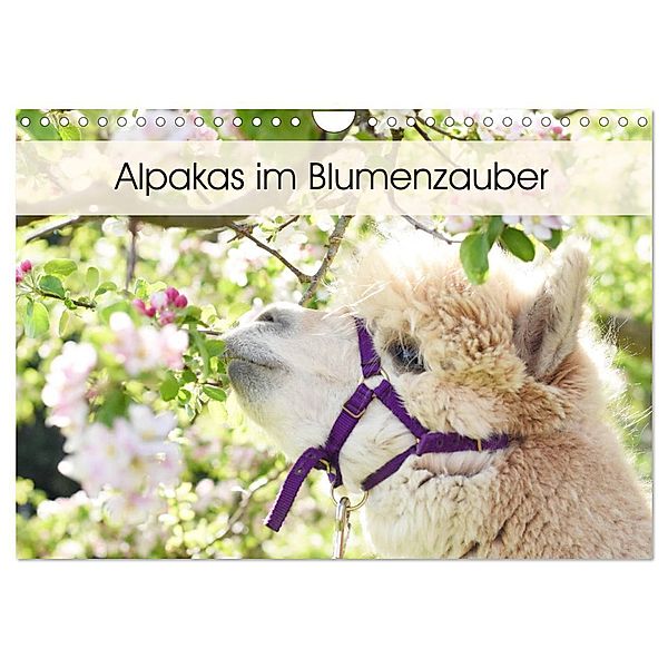 Alpakas im Blumenzauber (Wandkalender 2024 DIN A4 quer), CALVENDO Monatskalender, Heidi Rentschler