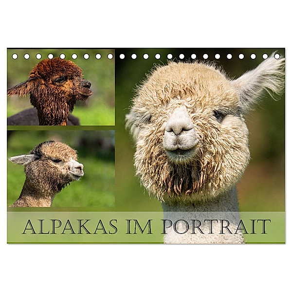 Alpakas im Portrait (Tischkalender 2024 DIN A5 quer), CALVENDO Monatskalender, Monika Scheurer