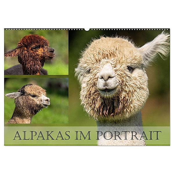 Alpakas im Portrait (Wandkalender 2024 DIN A2 quer), CALVENDO Monatskalender, Monika Scheurer