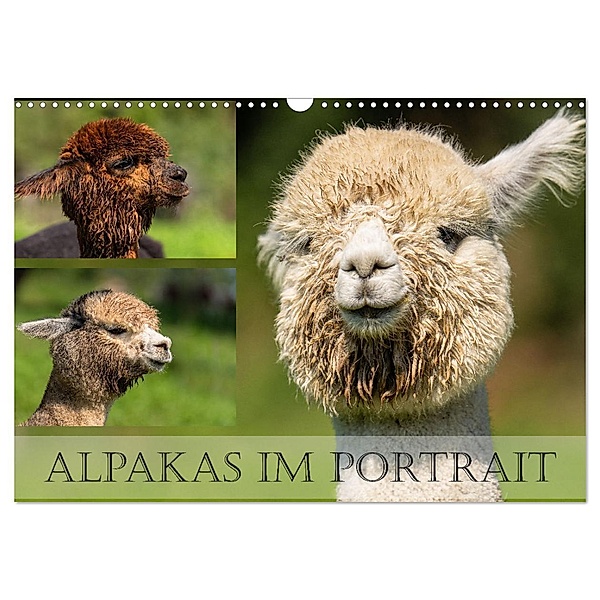Alpakas im Portrait (Wandkalender 2024 DIN A3 quer), CALVENDO Monatskalender, Monika Scheurer