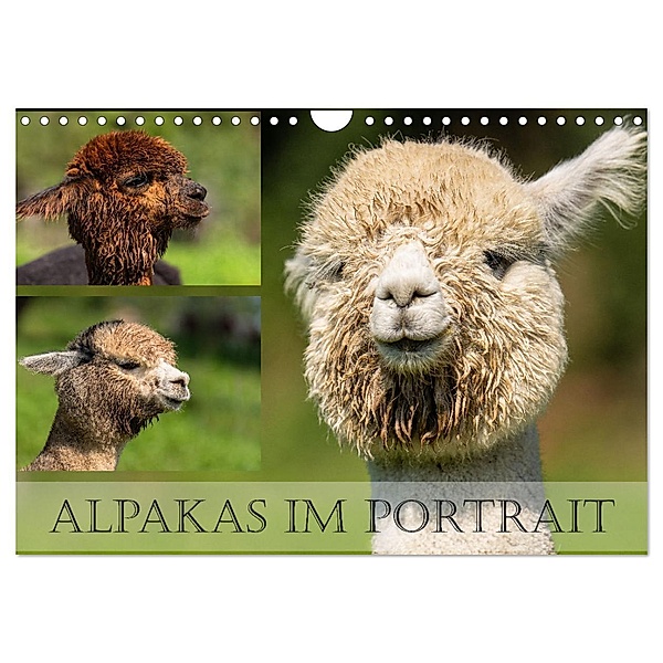 Alpakas im Portrait (Wandkalender 2024 DIN A4 quer), CALVENDO Monatskalender, Monika Scheurer