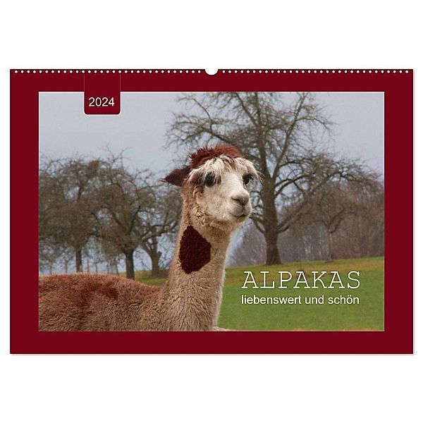 Alpakas - liebenswert und schön (Wandkalender 2024 DIN A2 quer), CALVENDO Monatskalender, Angelika keller