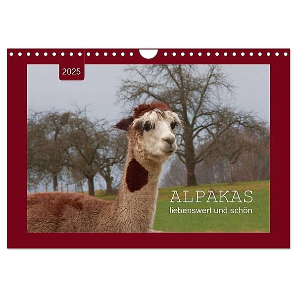 Alpakas - liebenswert und schön (Wandkalender 2025 DIN A4 quer), CALVENDO Monatskalender, Calvendo, Angelika keller