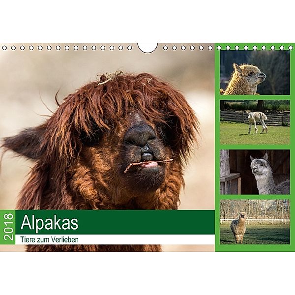 Alpakas - Tiere zum Verlieben (Wandkalender 2018 DIN A4 quer), Bianca Mentil