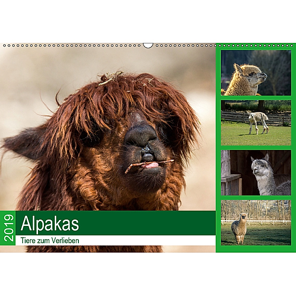 Alpakas - Tiere zum Verlieben (Wandkalender 2019 DIN A2 quer), Bianca Mentil