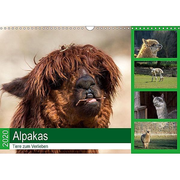 Alpakas - Tiere zum Verlieben (Wandkalender 2020 DIN A3 quer), Bianca Mentil